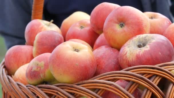 Košík s krásnými červenými čerstvými jablky na podzimním veletrhu - Záběry, video