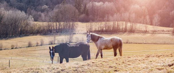 Pferde genießen die Natur auf dem Land. - Foto, Bild
