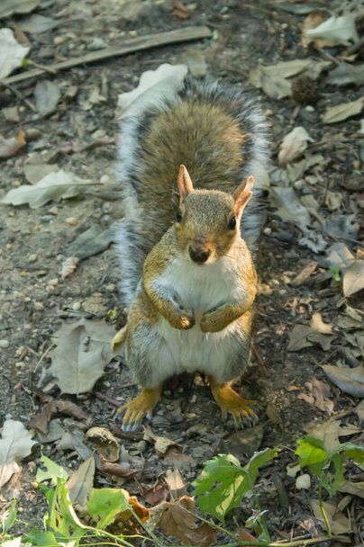 Східна сіра білка в Центральному парку (Нью - Йорк). - Фото, зображення