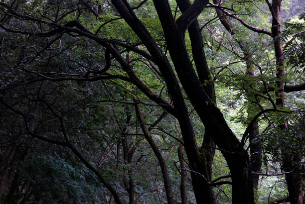 Вид на лес в летний день - Фото, изображение