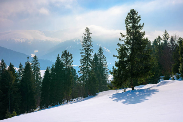 spruce forest on the snow covered hill. beautiful winter landscape in mountains. distant ridge in fog and clouds. carpathian countryside morning - Fotó, kép