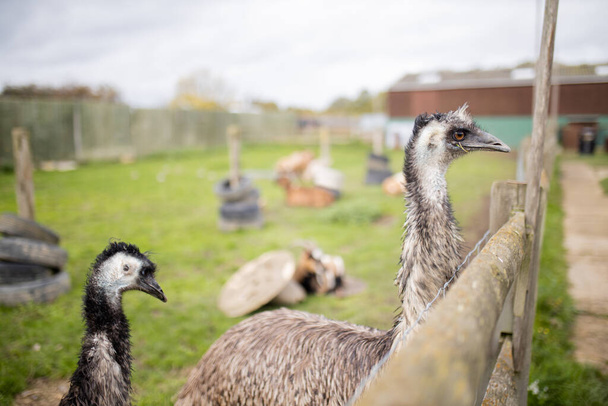 Vista lateral de emus detrás de una valla de madera en un corral - Foto, Imagen