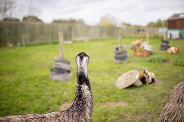 Rückansicht des Kopfes eines Emu, der auf einem Bauernhof in die Ferne blickt - Foto, Bild