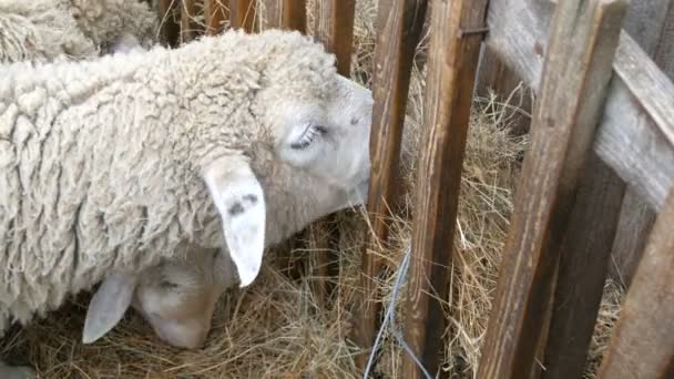 Небольшое стадо нестриженных белых овец, поедающих сено с кормушки на ферме в деревне. Смешные овцы с черно-белыми мордами - Кадры, видео