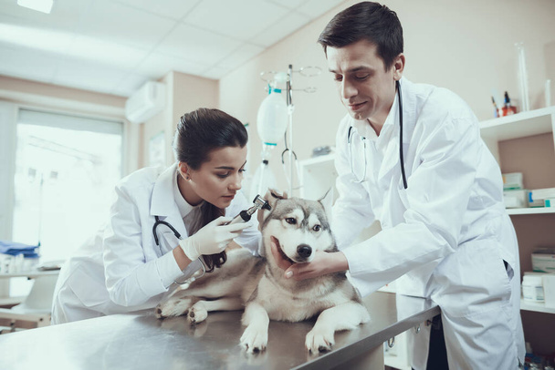 Veterinarians examine the ears of a dog that lies. - Valokuva, kuva
