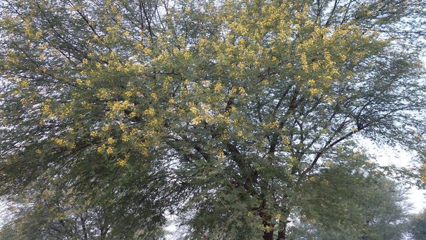 Kwiaty drzewa akacjowego. Vachellia nilotica (Pawian) drzewo z kwiatami i zielonymi liśćmi w Reengus w Rajasthan Indie - Zdjęcie, obraz