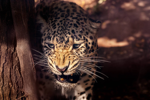 Κοντινό πορτραίτο αρσενικής λεοπάρδαλης. Panthera pardus. - Φωτογραφία, εικόνα
