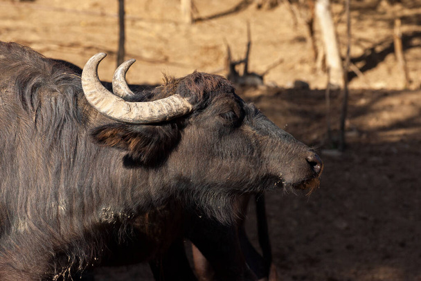 Portret van luie grote zwarte buffel. Wilde dieren. - Foto, afbeelding