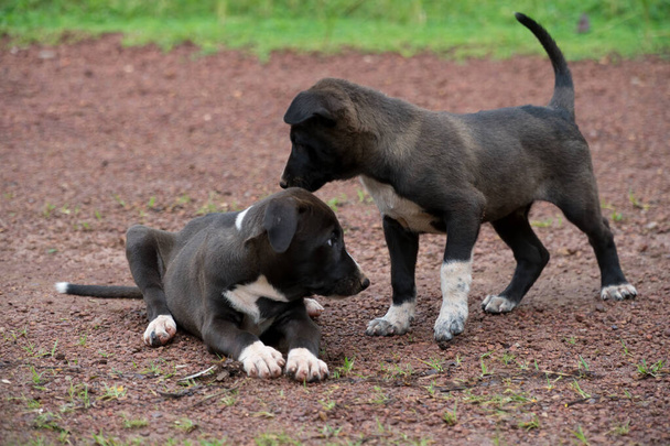 A pair of mongrel puppies being playful with each other in the front yard. - Photo, Image