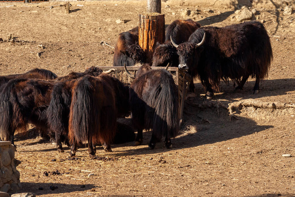 Domestic yaks, Black bulls at Wildlife Park. - Photo, image