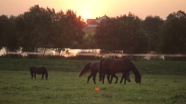 Konie chodzą po zielonej łące rancza i jedzą trawę w pobliżu jeziora w promieniach słońca - Materiał filmowy, wideo
