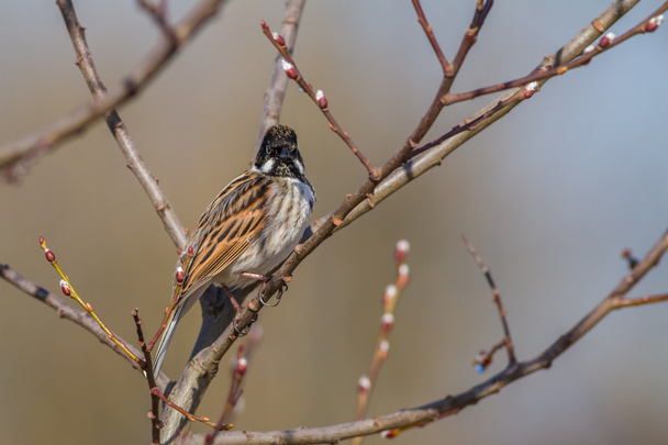 Male Reed Bunting - Photo, Image