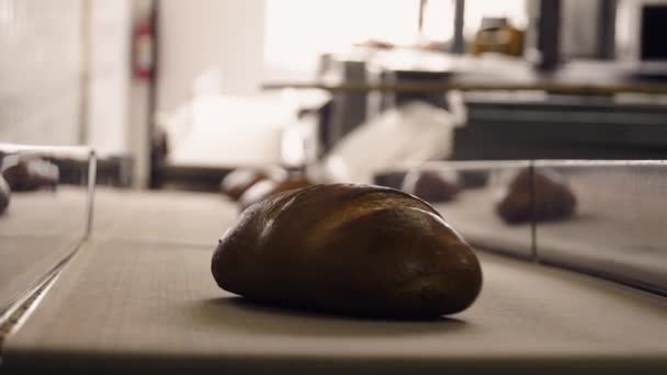 Loaves of fresh crusty bread on conveyor - Footage, Video