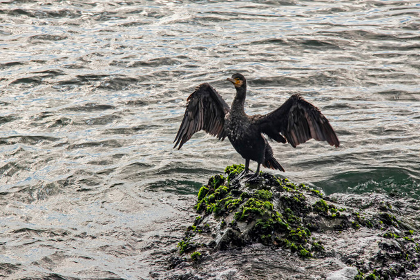 kormorany na klifach w morzu - Zdjęcie, obraz