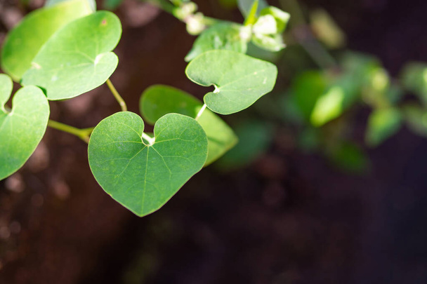 Close-up of a green heart-shaped leaf. Space for text. Valentine's Day concept - 写真・画像