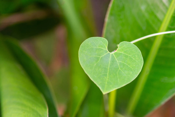 Close-up of a green heart-shaped leaf. Space for text. Valentine's Day concept - Foto, immagini
