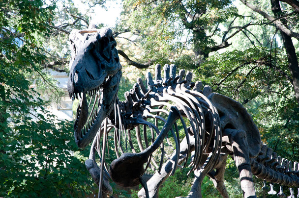 Викопні рештки динозаврів Tyrannosaurus Rex - t-rex. Скелет динозаврів. череп тварин. Скелет тиранозавра Рекса.. - Фото, зображення
