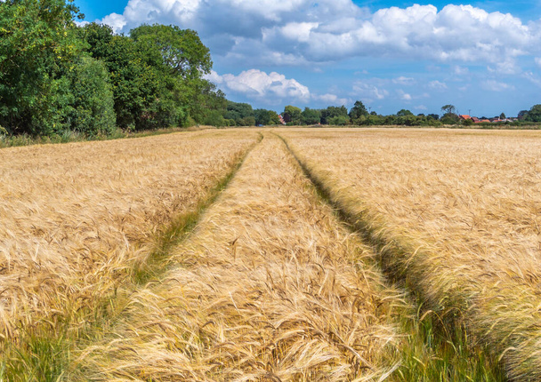 Tracks in a field of golden wheat leading off in to the distance on a sunny day with blue sky and clouds. - Photo, Image