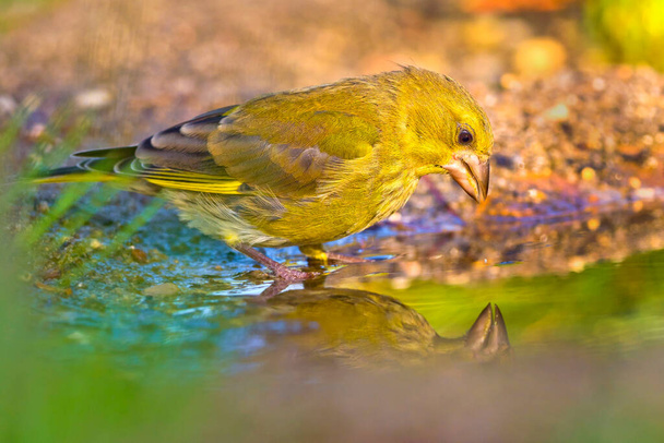 Greenfinch, Carduelis chloris, Forest Pond, Mediterranean Forest, Castile and Leon, Испания, Европа - Фото, изображение
