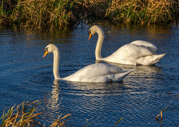 Два білих лебеді, що плавають на каналі Поклінгтон з блакитною водою і очеретом на задньому плані.. - Фото, зображення
