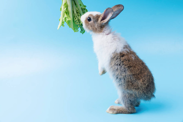 Чарівні маленькі молоді коричневі та білі кролики піднімаються до їжі зеленого свіжого листя салату на ізольованому синьому фоні. Тварини їдять овочі та великодні концепції
. - Фото, зображення