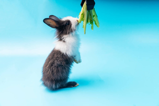 Sevimli küçük siyah ve beyaz tavşanlar yeşil taze marul yapraklarını izole edilmiş mavi arka planda yiyorlar. Hayvanlar sebze yer ve Paskalya konsepti. - Fotoğraf, Görsel