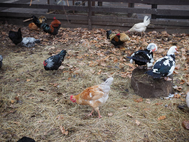 Csirkék és kakasok tyúkólban a vidéki gazdaságban. - Fotó, kép