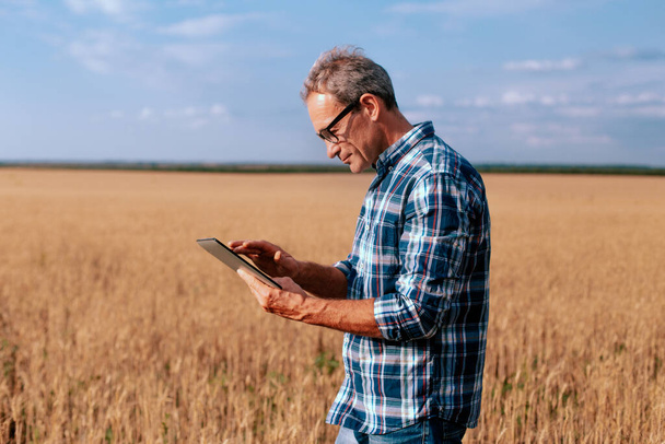 Старший фермер, стоящий на пшеничном поле с табличкой и осматривающий урожай - Фото, изображение