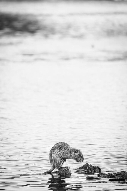 A Beaver By The River In Prague, Czech Republic - Photo, Image