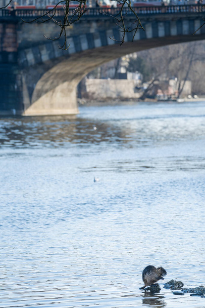 Бівер біля річки в Празі (Чехія) - Фото, зображення