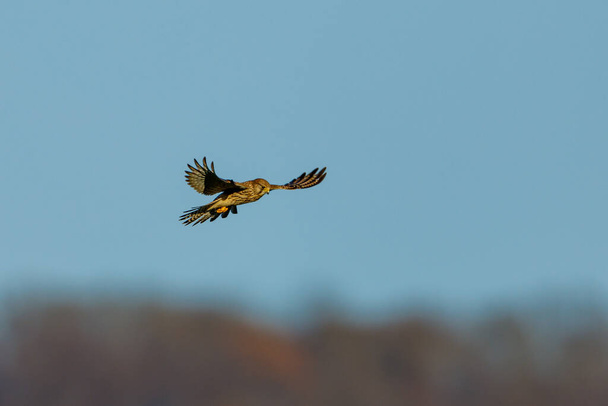 A hunting Kestrel in the air - Photo, Image