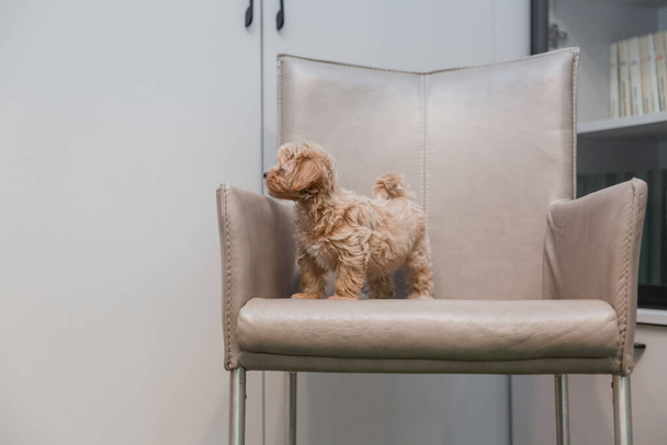 Suloinen Maltan ja Puudelin sekoitus Pentu (tai Maltipoo koira) - Valokuva, kuva