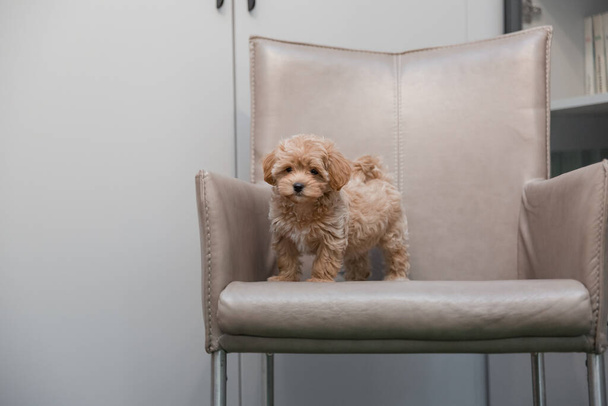 Adorable Maltese and Poodle mix Puppy (or Maltipoo dog) - 写真・画像