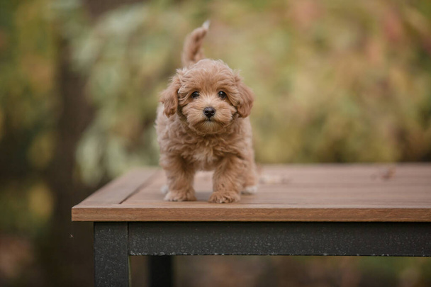 Adorable Maltese and Poodle mix Puppy (or Maltipoo dog) - Foto, afbeelding