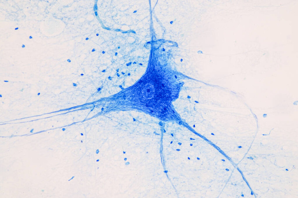 Onderwijs Spinal cord en Motor Neuron onder de microscoop in Lab. - Foto, afbeelding