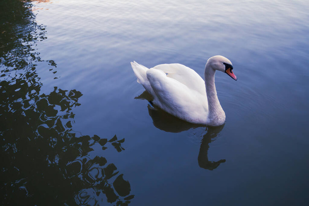 Swan on a Lake - Fotoğraf, Görsel