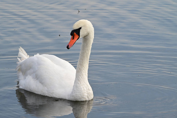beautiful white swan swimming on lake water surface at summer day  - Photo, Image