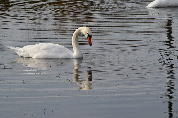 красивые белые лебеди, купающиеся на поверхности озера в летний день  - Фото, изображение