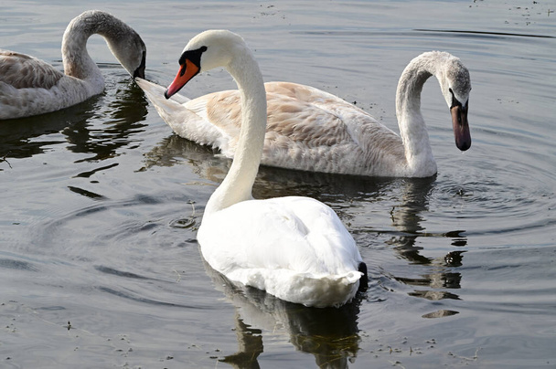 красивые белые лебеди, купающиеся на поверхности озера в летний день  - Фото, изображение