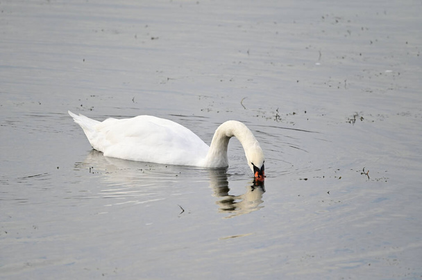 beautiful white swan swimming on lake water surface at summer day  - Photo, Image