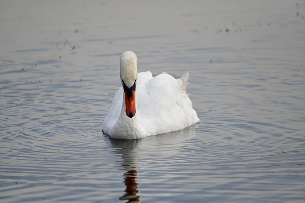 hermoso cisne blanco nadando en la superficie del agua del lago en el día de verano  - Foto, imagen