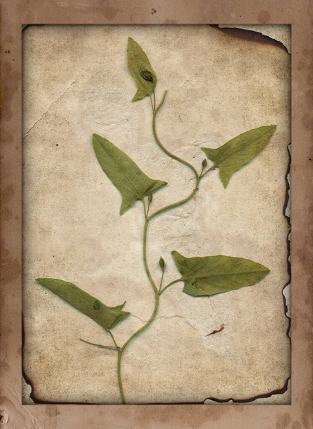 Old vintage rough paper with scratches and stains texture and dry plant  - Photo, Image