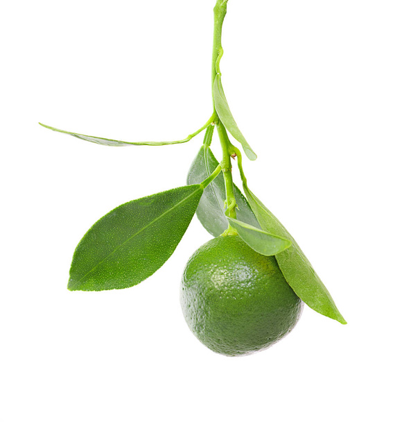 green limes Isolated on white background - Valokuva, kuva