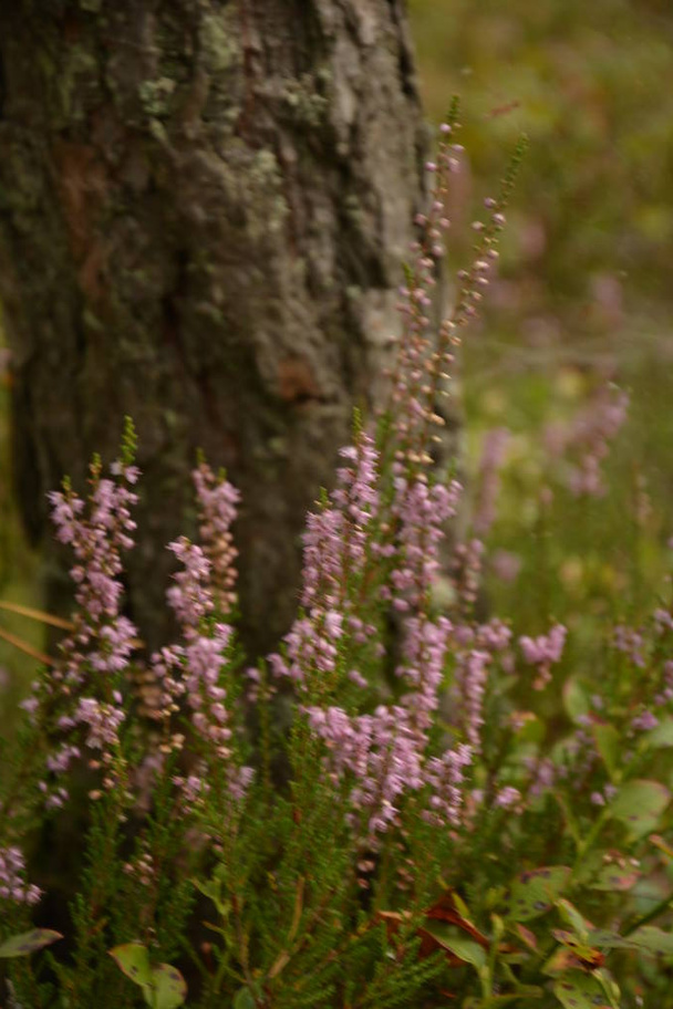 Calluna vulgaris vagy Ling, mint egy virágos háttér. Rózsaszín Heather virágok virágzik a réten.Szelektív puha fókusz. - Fotó, kép