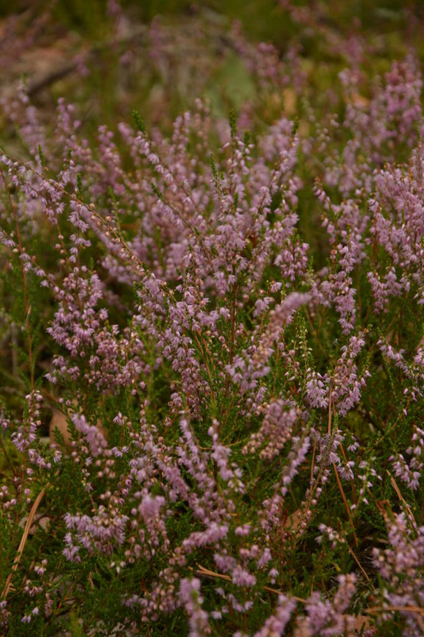 Calluna vulgaris of Ling als bloemige achtergrond.Roze heide bloemen bloeien in de weide.Selectieve zachte focus. - Foto, afbeelding