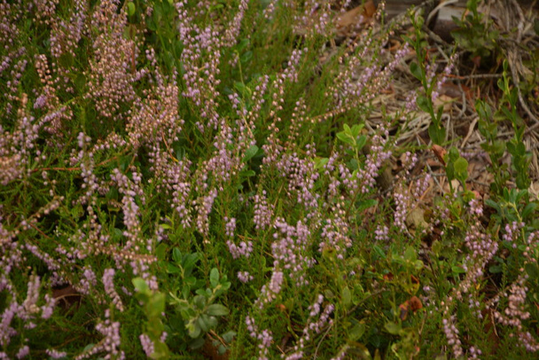 Calluna vulgaris or Ling as a floral background.Pink Heather flowers blossom in the meadow.Selective soft focus. - Photo, Image