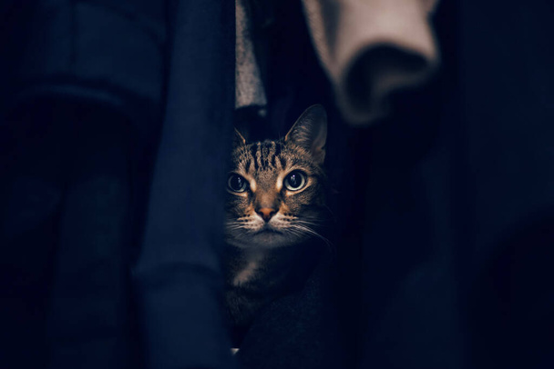 Gracioso asustado gato tabby escondido en la ropa en el armario. Lindo adorable sorprendido peludo peludo peludo rayado animal doméstico con ojos verdes protegidos en el armario. Adorable peludo gatito felino amigo.  - Foto, Imagen