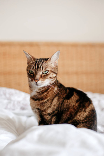 Bonito gato de estimação sentado na cama no quarto em casa olhando para a câmera. Relaxante peludo macio listrado animal doméstico com olhos verdes. Adorável peludo gatinho felino amigo.  - Foto, Imagem