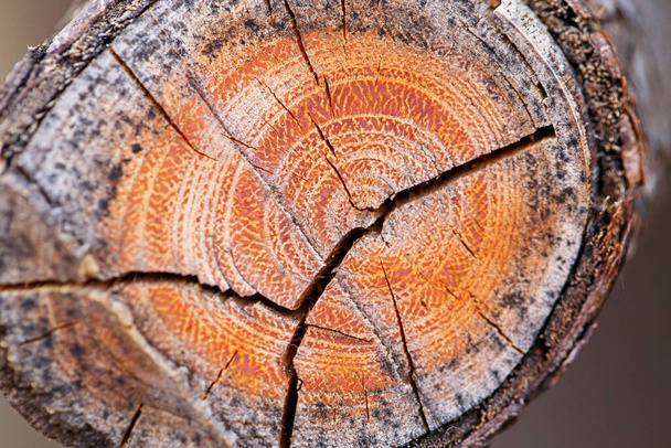 Natuurlijke houten textuur achtergrond. Closeup macro afgesneden van oude verouderde boomtak. Boom natuur achtergrond of behang. Ongewoon patroon oppervlak met scheuren, gaten, cirkels. - Foto, afbeelding