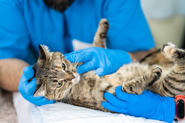 Veterinarians carry through an ultrasound examination of a domestic cat. - Фото, зображення